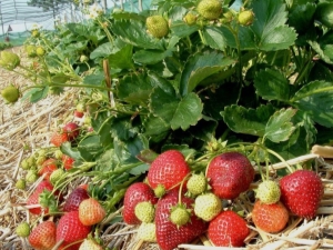 Features of care for strawberries in the spring