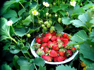 Features of care for remontant strawberries after the first harvest