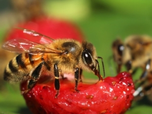 Wespen eten aardbeien: oorzaken en methoden van strijd