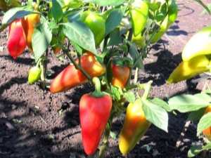 Peper: planten en verzorgen in het open veld