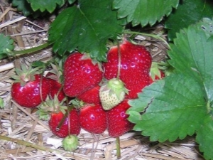 Waarom rotten aardbeien aan een struik en wat eraan te doen?