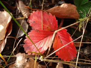 Why do strawberry leaves turn red and what to do about it?