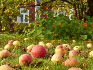 Waarom vallen onrijpe appels en wat eraan te doen?