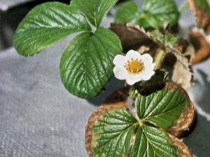 Why do strawberry leaves dry and what to do about it?