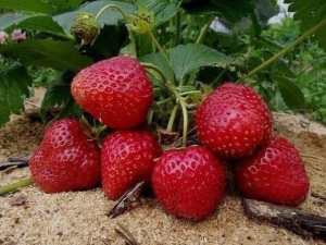 Waarom barsten aardbeien en wat te doen?