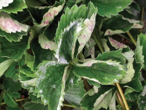 Why do strawberries curl leaves and what should I do?