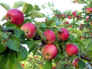 Waarom de appelboom geen vrucht draagt ​​en hoe deze te repareren?