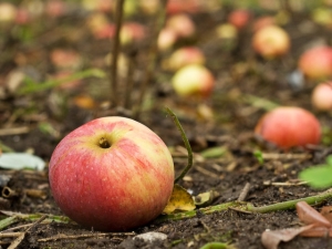 Waarom laat een appelboom vruchten vallen voordat ze rijpen en wat te doen? 