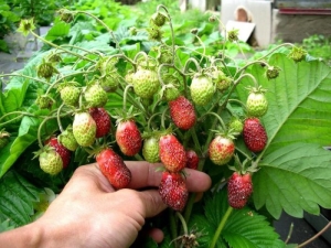 Waarom zijn aardbeien onhandig, klein en wat eraan te doen?