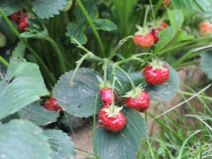 Waarom ontwikkelen aardbeien zich niet en wat eraan te doen?