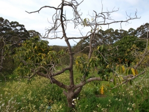 Waarom verdroogt een appelboom en hoe kan een boom worden gered?