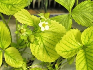 Waarom worden aardbeienbladeren geel en hoe ga je met dit fenomeen om?