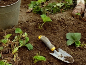 Een bed voorbereiden voor aardbeien: een locatie bepalen voor planten, schikken en voeren 