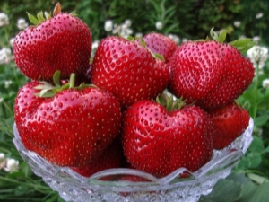 Popular large strawberry varieties