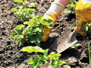 Aardbeien planten en hoe ze te verzorgen