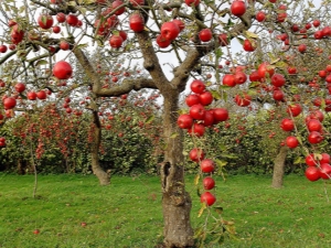 Schade aan de schors van een appelboom: oorzaken en methoden voor hun eliminatie