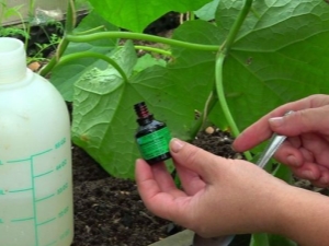 Règles d'utilisation du vert brillant pour les concombres et les tomates