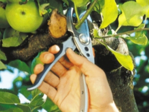 Rules for pruning apple trees in summer