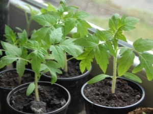 Tomatite seemikute pärmiga söötmise reeglid