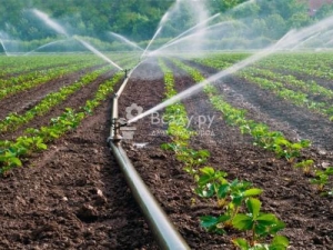 Rules for watering strawberries during flowering 