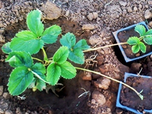 Vermeerdering van aardbeien met snor in de zomer