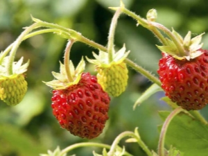 Recepten voor het oogsten van wilde aardbeien voor de winter