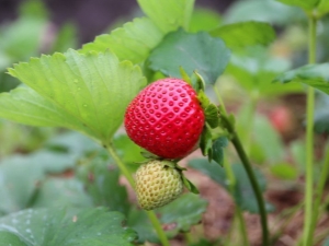 Repareer aardbeien: teelt en verzorging