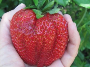 The biggest strawberry in the world