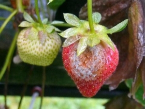 Grijze rot op aardbeien: oorzaken van de ziekte en bestrijdingsmiddelen