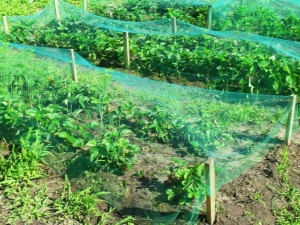 Net voor aardbeien van vogels: kenmerken van keuze en installatie, bedieningsregels