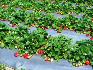 Manieren om ziekten en plagen van aardbeien te bestrijden