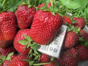 Vikoda Strawberry Cultivation Technology