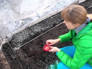 De subtiliteiten van het voorbereiden van komkommerzaden voor het planten in de volle grond