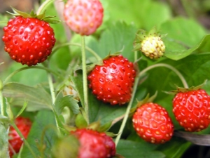 The subtleties of growing garden strawberries