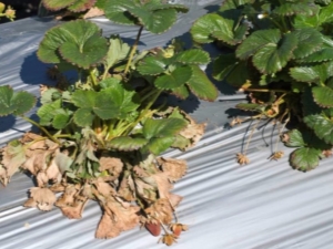 Verticilliumverwelking van aardbeien: beschrijving en behandeling van de ziekte, preventieve maatregelen