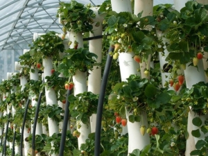 Vertical beds for strawberries: varieties, manufacture, growing features 