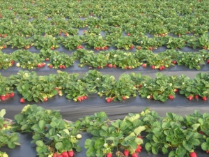 Aardbeien telen met Finse technologie