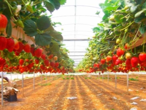 Aardbeien telen met Frigo-technologie