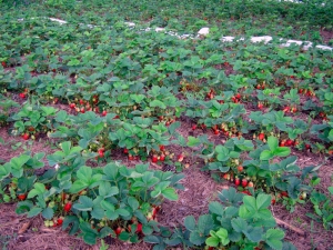 Growing strawberries in open ground