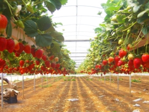 Aardbeien kweken in een kas: rassenkeuze en planttechniek