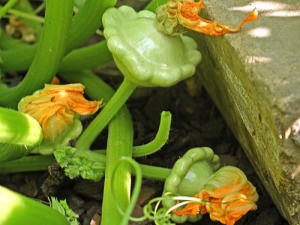 Pompoen kweken in de volle grond