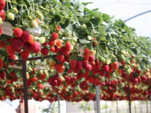 Victoria kweken: planten en verzorgen, kweekmethoden