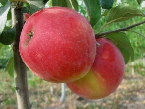 Pokok epal Honey Crisp: penerangan dan penanaman varieti