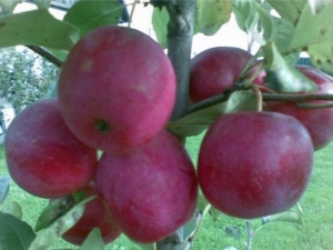 Apple tree Kitayka Kerr: variety description and growing rules