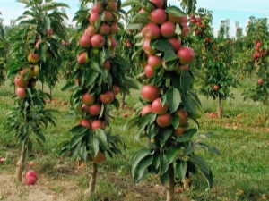 Zuilvormige appelboom voor de regio Leningrad: regels voor planten en verzorgen