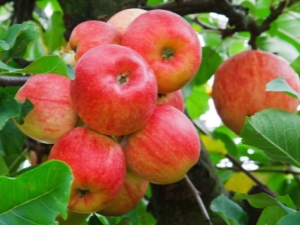 Candy apple tree: variety description, planting and care