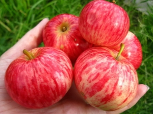 Appelboom Kaneel gestreept: rasbeschrijving, planten en verzorgen