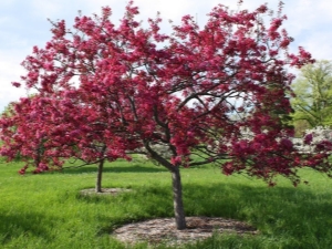 Nedzwiecki's appelboom: kenmerken en teelt