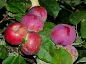 Appelboom Orlik: beschrijving van de variëteit en subtiliteit van de teelt