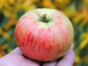 Appelboom Orlovim: rasbeschrijving, planten en verzorgen